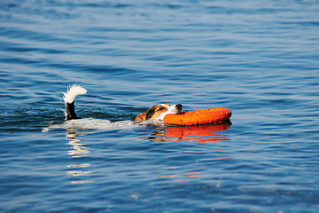 Image showing Dog swimming holding ring in mouth