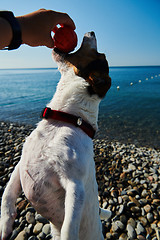 Image showing Woman play with her dog