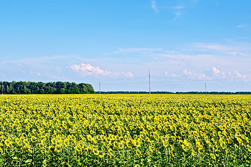 Image showing Field with sunflowers and blue sky