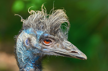 Image showing Portrait of Emu 