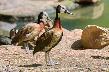 Image showing White-faced Whistling Duck