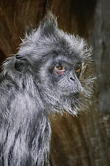 Image showing Silvered Leaf Monkey 