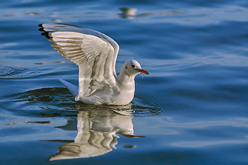 Image showing Seagull Landing on Water