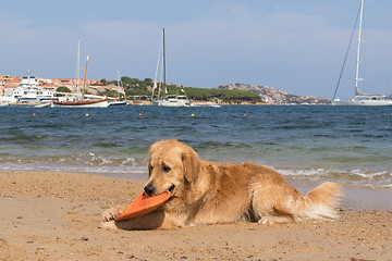 Image showing Golden retriever playing with frisbee on dogs friendly beach near Palau, Sardinia, Italy