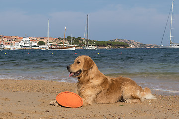 Image showing Golden retriever playing with frisbee on dogs friendly beach near Palau, Sardinia, Italy