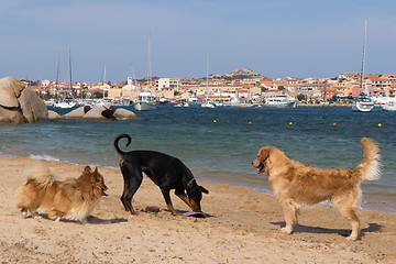 Image showing Group of dogs playing with frisbee on dogs friendly beach near Palau, Sardinia, Italy.