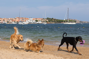 Image showing Group of dogs playing with frisbee on dogs friendly beach near Palau, Sardinia, Italy.