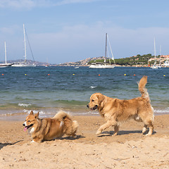 Image showing Group of dogs playing on dogs friendly beach near Palau, Sardinia, Italy.