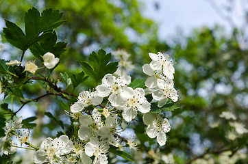 Image showing Beautiful white flowers on a blossom hawthorn shrub