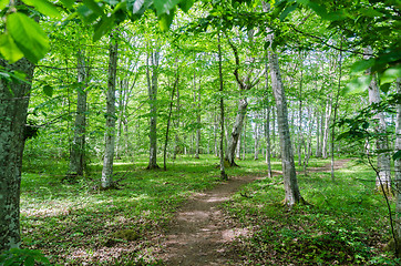 Image showing Winding footpath in a bright green forest with hornbeam trees