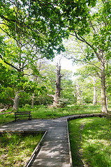 Image showing Wooden footpath in a nature reserve with protected old oak trees