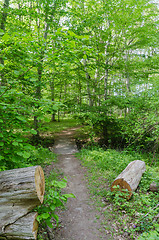 Image showing Footpath in a lush greenery in a deciduous forest in summer seas