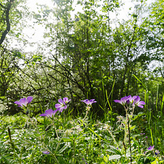 Image showing Beautiful purple summer flowers in a lush greenery