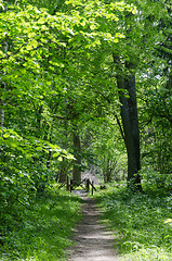 Image showing Footpath in a fresh greenery by summertime