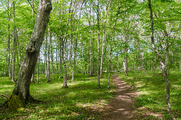 Image showing Bright footpath in a deciduous forest with hornbeam trees by sum