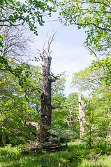 Image showing Old protected oak trees in a nature reserve