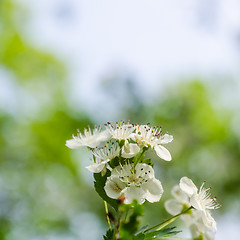 Image showing Beautiful hawthorn flowers close up