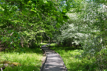 Image showing Wooden footpath in a swedish nature reserve