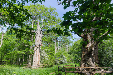 Image showing Protected old oak trees fenced in a swedish nature reserve