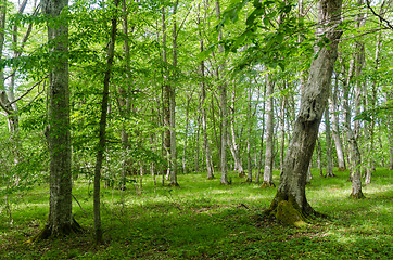 Image showing Bright green deciduous forest with hornbeam trees by spring seas