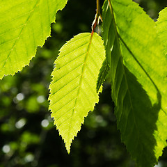 Image showing Bright green leaves growing in a hornbeam tree