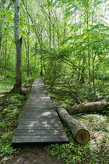 Image showing Wooden footpath in a deciduous forest with fresh green leaves