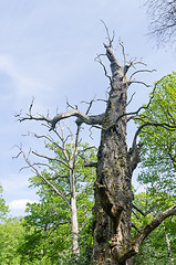 Image showing Dead old oak tree in a nature reserve