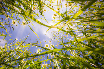 Image showing Grass view from below