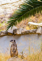 Image showing Meerkat (Suricate) sitting