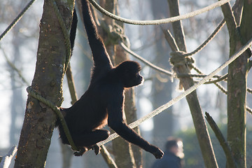 Image showing Spider monkey on the rope