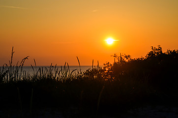 Image showing Vegetation in front of a beautiful sunset by the beach