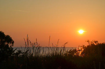 Image showing Grass straws by sunset at the coast