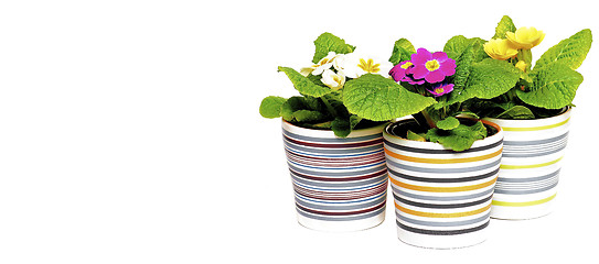 Image showing Colorful Primroses in Flower Pots 