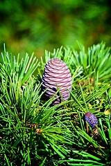 Image showing Cones of Korean Fir Tree