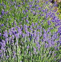 Image showing Lavender Flowers Background