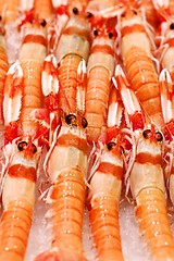 Image showing Delicious Raw Langoustines