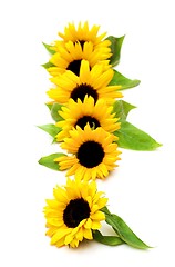 Image showing Sunflowers with Leafs