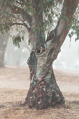 Image showing Snow Gum in the fog Snowy Mountains Australia