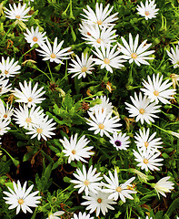 Image showing Garden Daisy Flowers