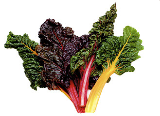 Image showing Fresh Chard Leafs