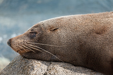Image showing Sleeping seal rests on a rock after a feed