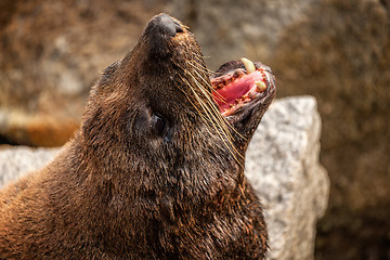 Image showing Fur seal on a rock with open mouth