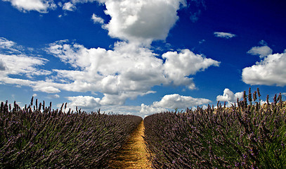 Image showing lavender filed