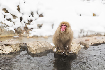 Image showing japanese macaque or snow monkey in hot spring