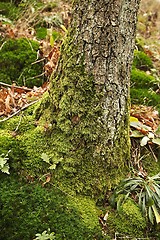 Image showing Mossy Tree Trunk Closeup