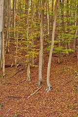 Image showing Autumn colors in a forest