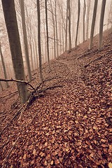 Image showing Autumn Forest Fog