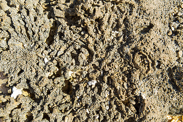 Image showing close up of hard stony coral