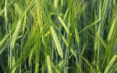 Image showing Ears Of Barley In The Field Closeup