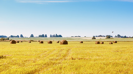 Image showing Bales Of Grass On A Mowed Field In The Countryside